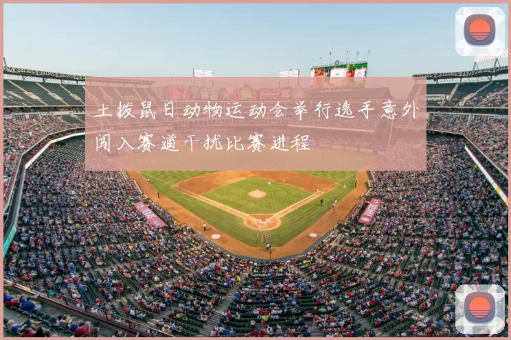 土拨鼠日动物运动会举行选手意外闯入赛道干扰比赛进程